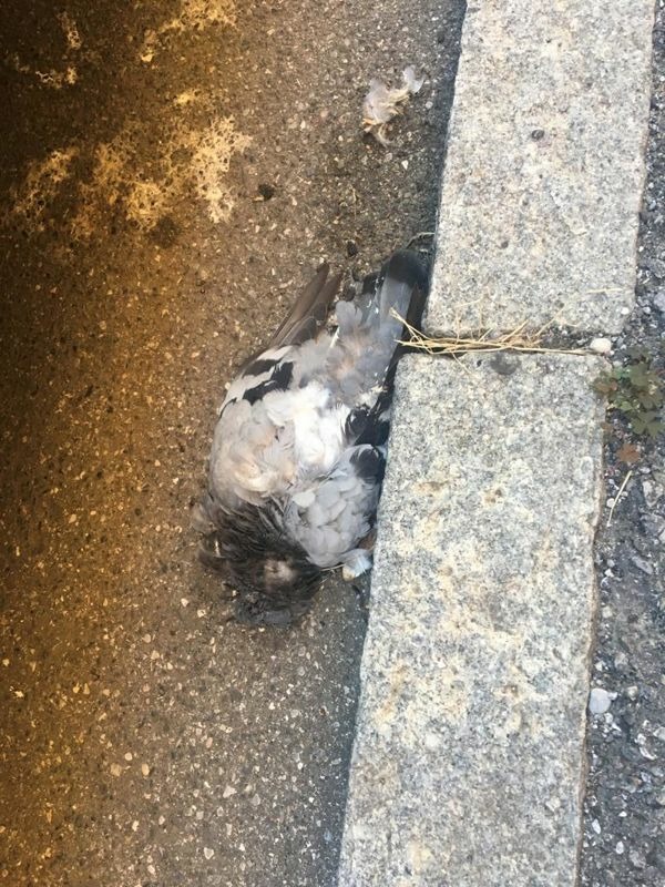 Cremona Sera - Morìa di piccioni nelle vie del centro storico, all