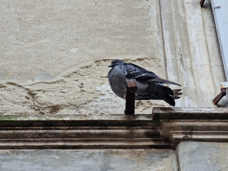 Cremona Sera - Morìa di piccioni nelle vie del centro storico, all